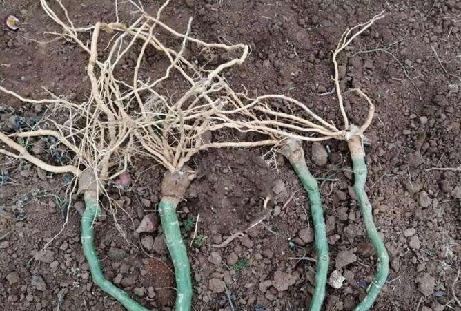 無紡布育苗袋對(duì)幼苗生長(zhǎng)的影響